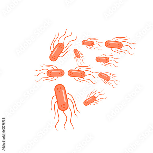 salmonella bacteria