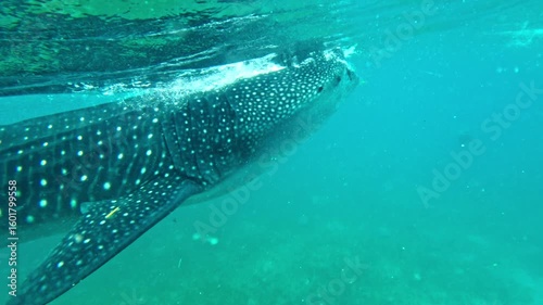 Whale shark accompanied by remora fish in the blue tropical waters of Oslob, Cebu Whale shark swimming with remora fish in Oslob, Cebu, Philippines