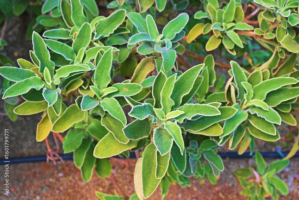 Fototapeta premium セージの葉