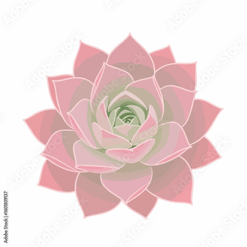 Delicate Pink Echeveria Succulent Overhead View