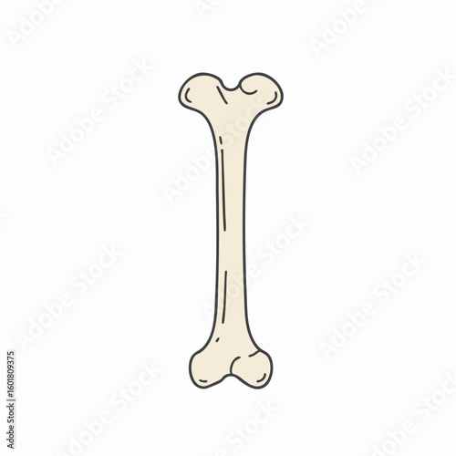 Cartoon Bone Illustration: Anatomical Structure with Rounded Ends and Thin Shaft