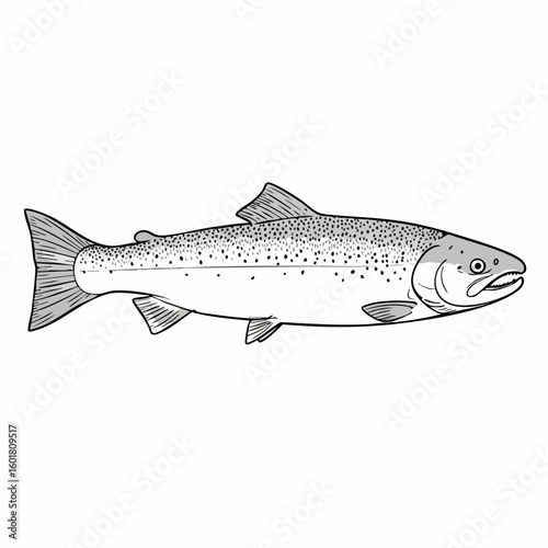 Detailed Illustration of a Silver Salmon with Spotted Markings and Fins