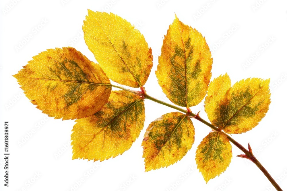 Fototapeta premium Detailed autumn foliage backdrop of rose tree Rosa damascena against white