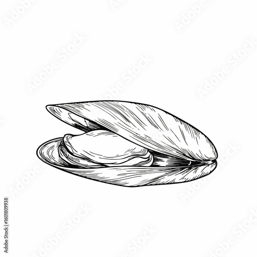 Detailed Ink Drawing of an Open Mussel Shell