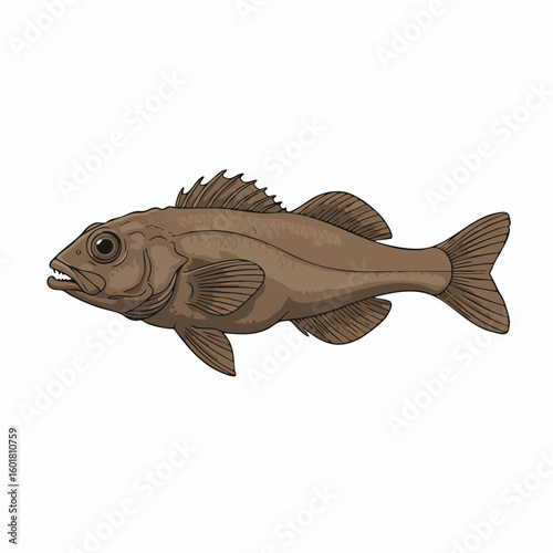 Detailed illustration of a brown rockfish with spiky dorsal fin and sharp teeth