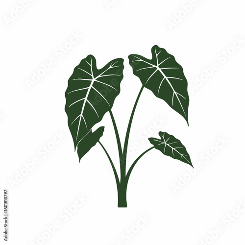 Silhouetted Taro Plant with Distinct Heart-Shaped Leaves