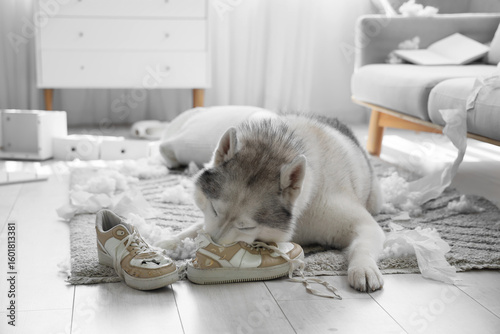 Naughty dog chewing sneaker...