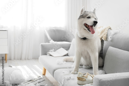 Fotografie Naughty dog chewing shoes on sofa in messy room