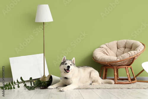 Naughty dog lying on carpet...
