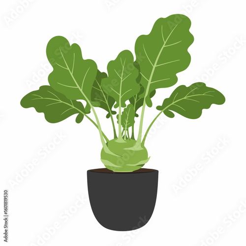 Vibrant Kohlrabi Plant in a Potted Display