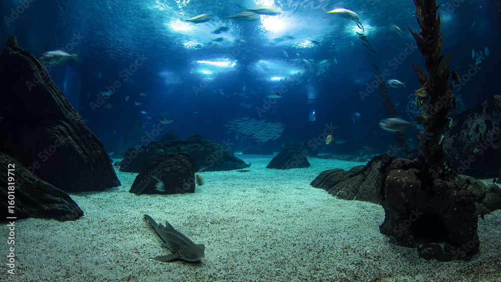 Fototapeta premium Fishes in Lisbon Oceanarium with rocks, Portugal timelapse
