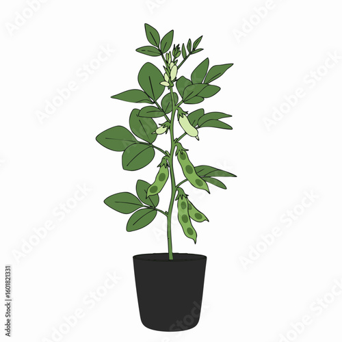 Detailed Illustration of a Young Soybean Plant in a Black Pot.
