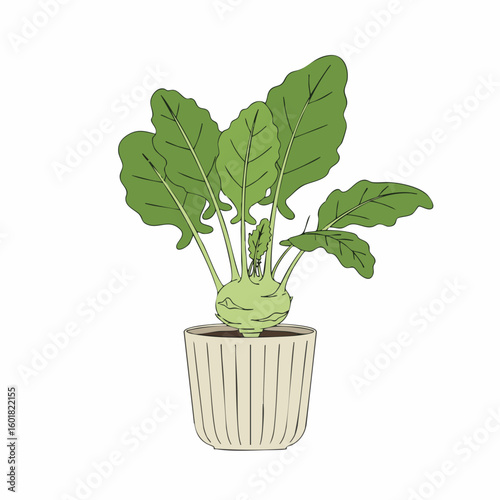 Vibrant Kohlrabi Plant in a Decorative Pot
