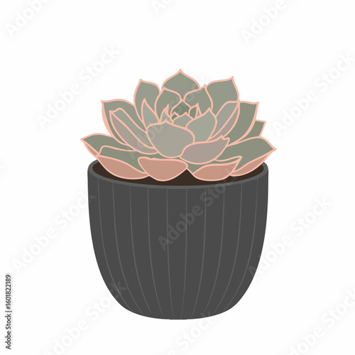 Elegant Echeveria Succulent in a Dark Gray Pot