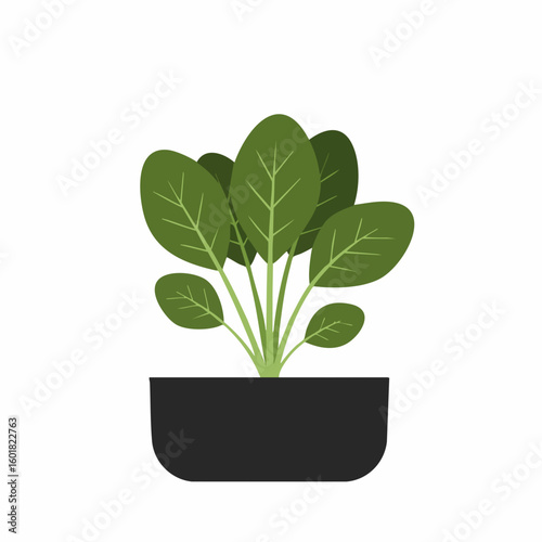 Vibrant Spinach Plant in a Simple Pot
