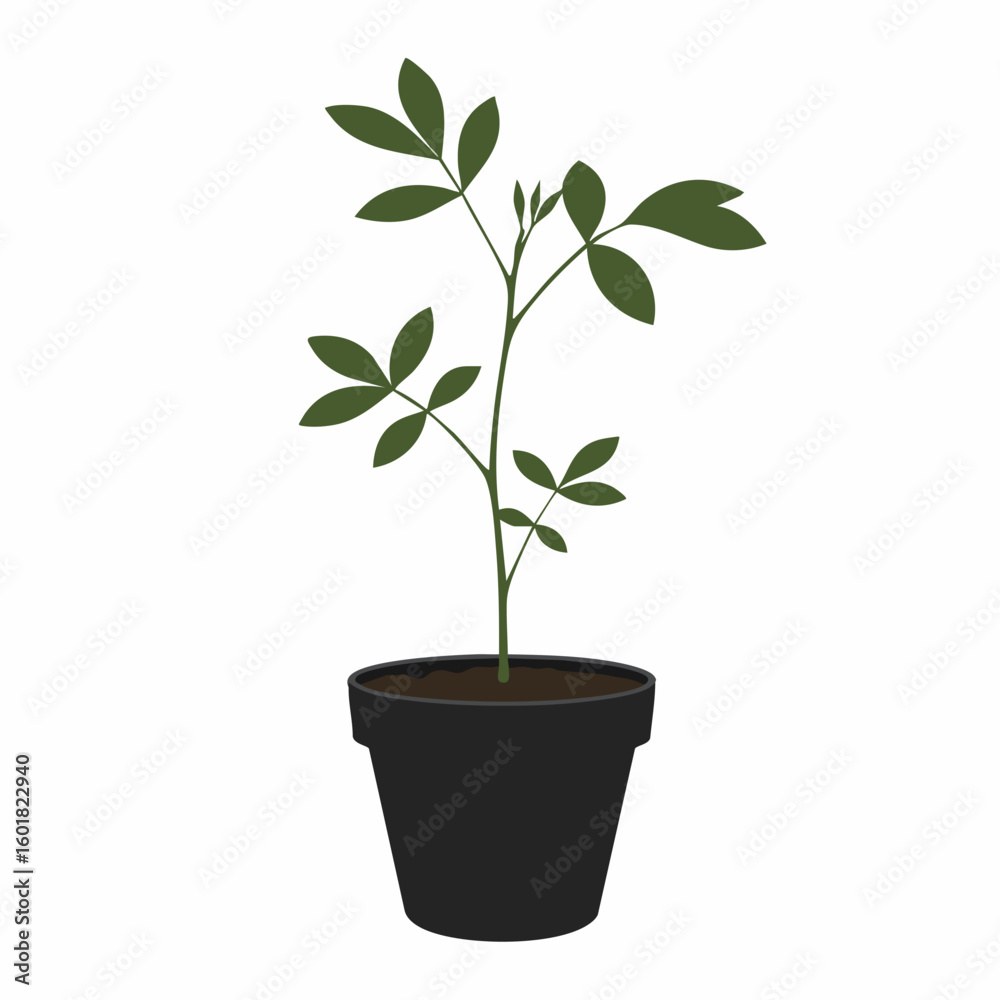 Fototapeta premium Young Plant in Dark Pot, Simple Green Leaves