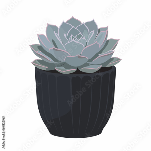 Echeveria succulent with pink edges in a dark ribbed pot, vector illustration