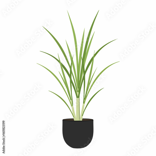Stylized lemongrass plant with slender leaves in a dark pot, vector illustration