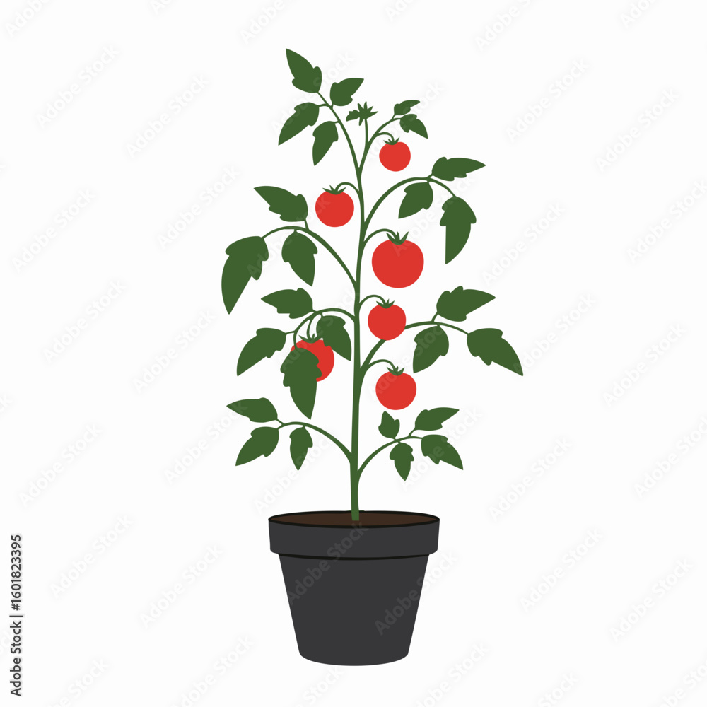 Obraz premium Vibrant Tomato Plant Growing in a Black Pot, Freshly Harvested Tomatoes