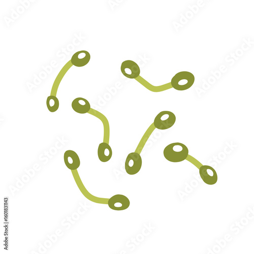 Corynebacterium diphtheriae bacteria