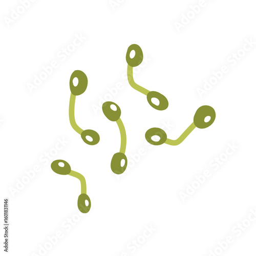 Corynebacterium diphtheriae bacteria
