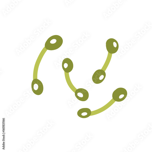Corynebacterium diphtheriae bacteria