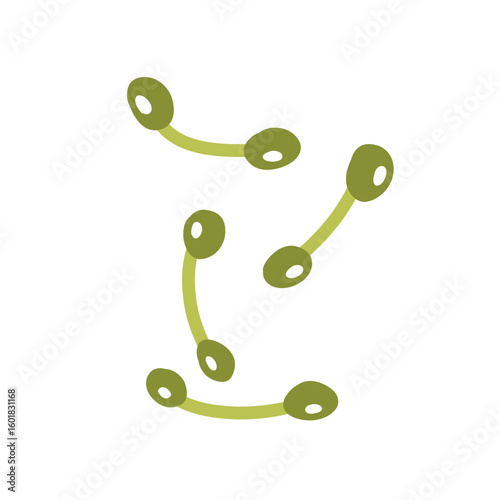 Corynebacterium diphtheriae bacteria