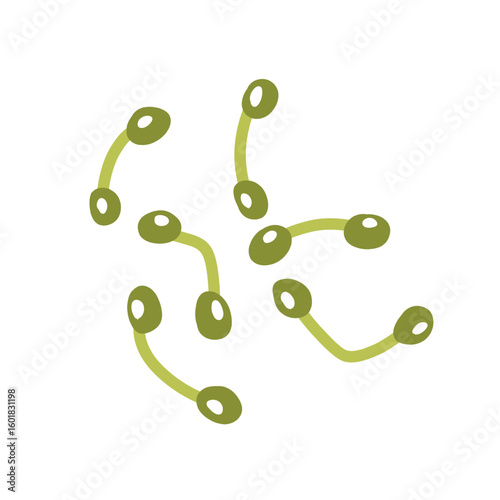 Corynebacterium diphtheriae bacteria