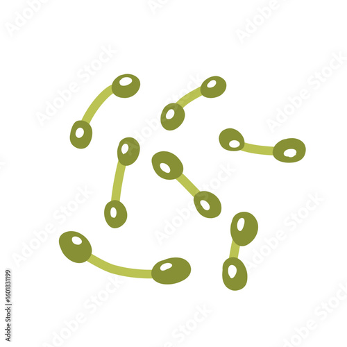 Corynebacterium diphtheriae bacteria