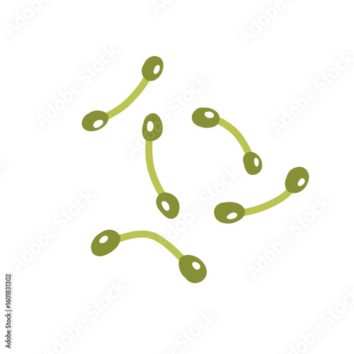 Corynebacterium diphtheriae bacteria