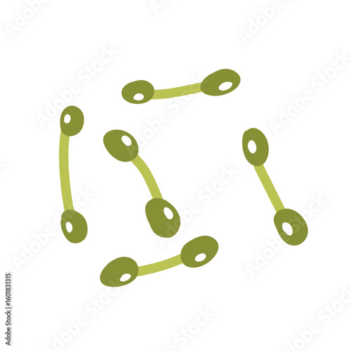 Corynebacterium diphtheriae bacteria