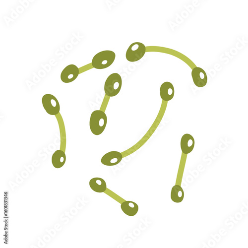 Corynebacterium diphtheriae bacteria