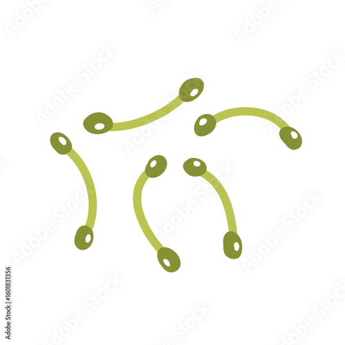 Corynebacterium diphtheriae bacteria