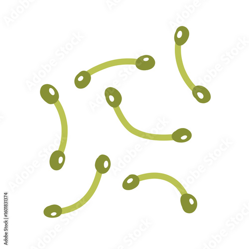 Corynebacterium diphtheriae bacteria