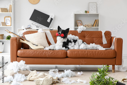 Naughty Border Collie dog w...