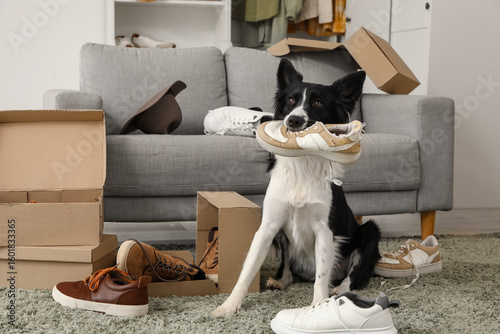 Fotografi Naughty Border Collie dog chewing shoes on carpet at home