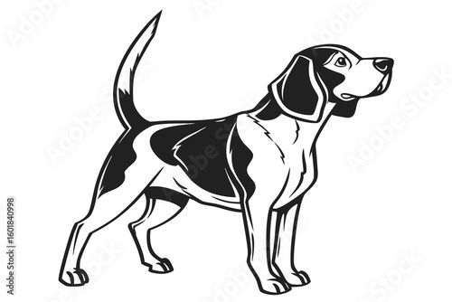 beagle dog portrait