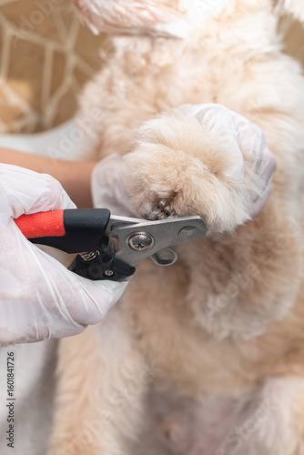 Veterinarian trimming dog’s nails with claw clipper during grooming or medical care wearing latex gloves. Home care.