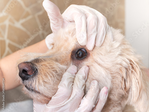 Veterinarian examining dog’s eye during health check wearing latex gloves in veterinary clinic. Home care.