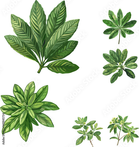 Euphorbia pulcherrima leaves set isolated on white in color style