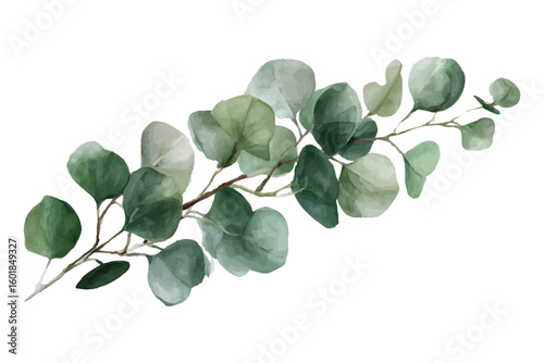 Green eucalyptus branch with round leaves watercolor illustration leaf nature