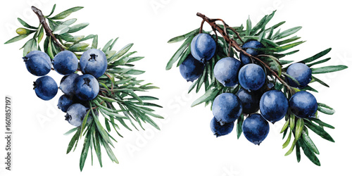 Hand drawn watercolor juniper berries and branches on white background juniper branches