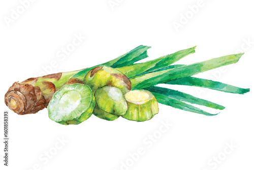 Watercolor lemongrass stalks and cut pieces with green and brown hues herb spice