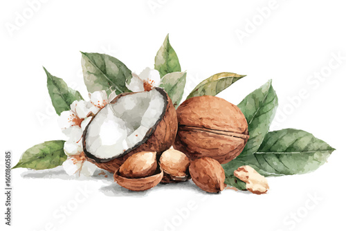 Watercolor illustration of coconut halves and walnuts with white blossoms and green leaves