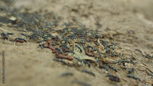 Blue Ants Carrying Larvae and Cocoons While Moving Across Soil and Dry Leaves in Large Group, low angle view, fast motion, teamwork and colony life concept