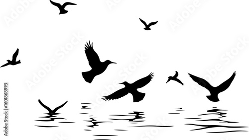 silhouettes of birds, bird, silhouette, vector, animal, flying, illustration, nature, birds, black, fly, wing, sea, icon, wings, fish, dove, wild, wildlife, pigeon, drawing, seagull, sky, animals, fre