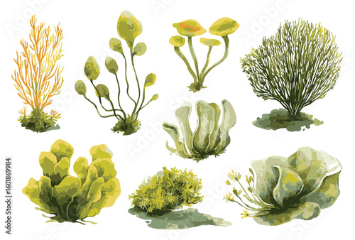 Set of seaweeds, isolated watercolor illustration