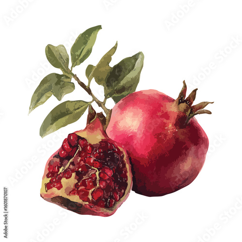 Pomegranate isolated watercolor illustration