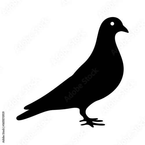 Silhouette of a pigeon or dove standing on the ground isolated