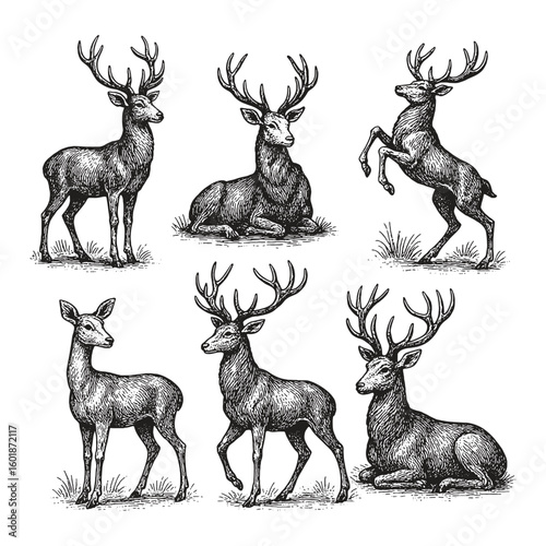 Detailed sketch of deer with large antlers in elegant and peaceful postures.